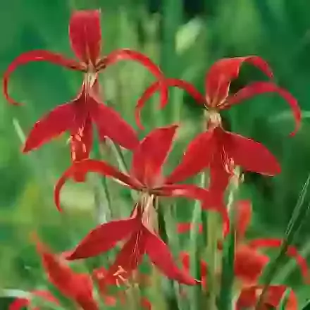 Sprekelia